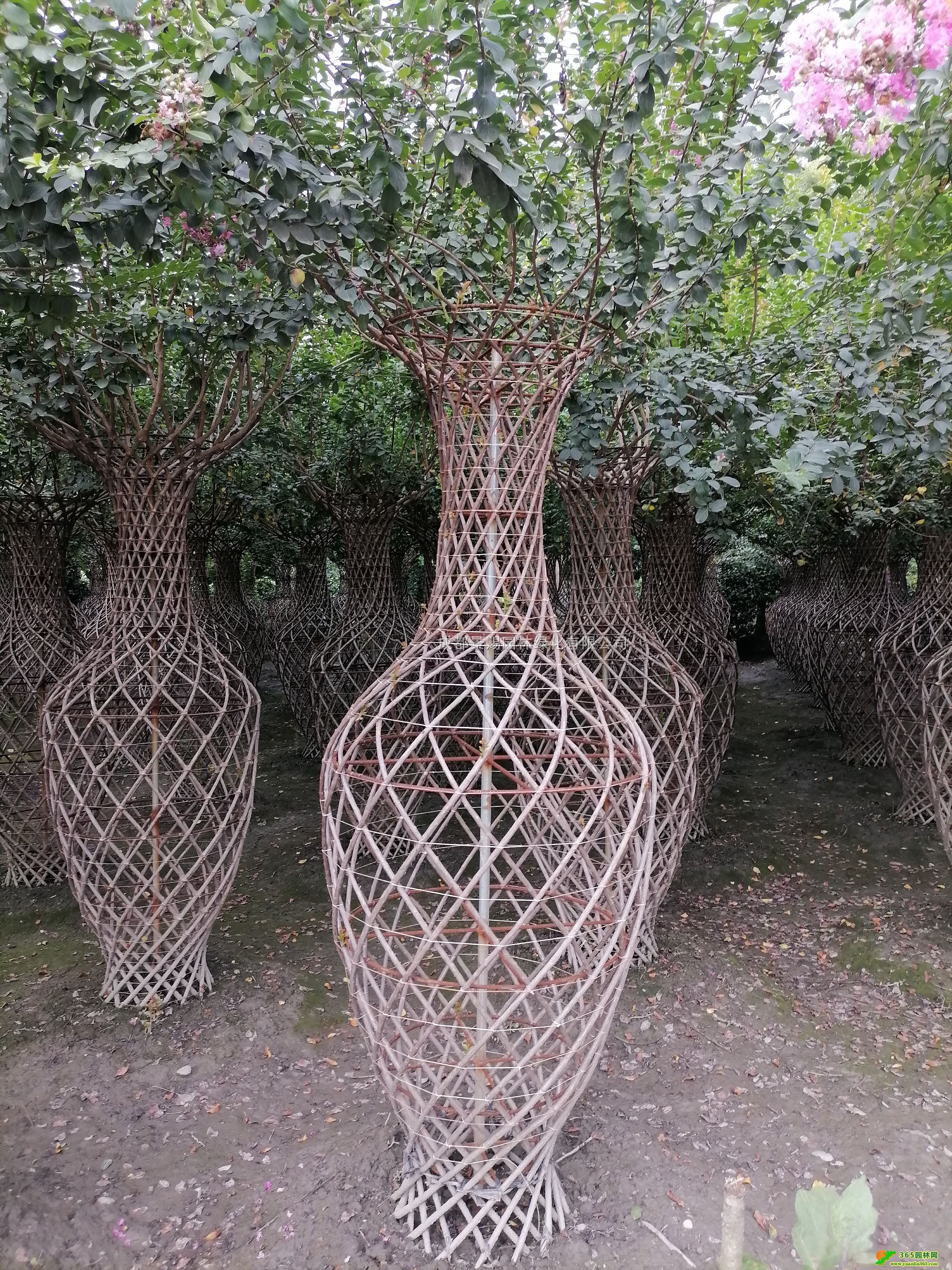 㽭ޱޱƿll2-2.5׼tޱƿ