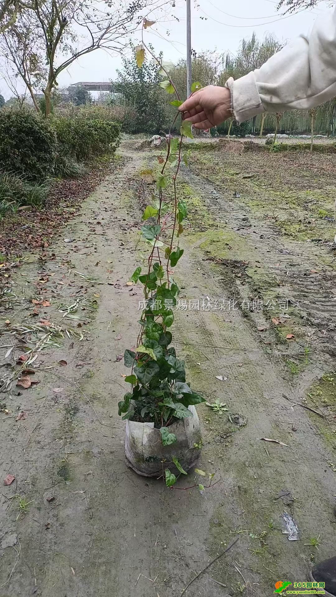 1-1.2׸ɽ籭ɽaɽNֲ