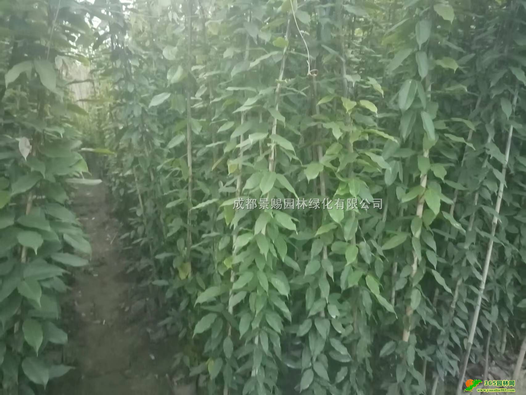 ؑcl(f)ء2-3-4׸ٴ󱭡С