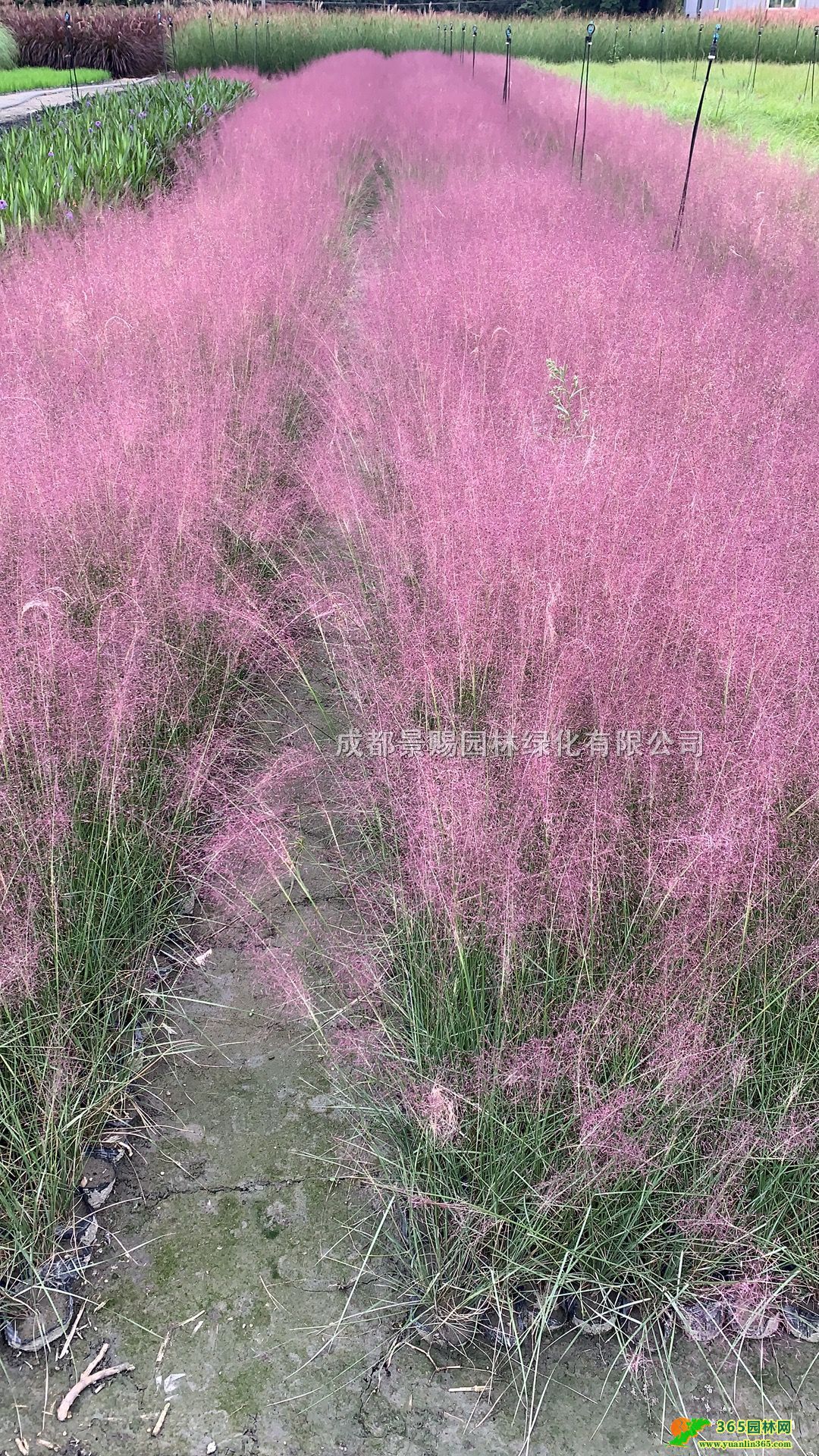 yӲݻl40-50߷yӲݱ硢ĴyӲ