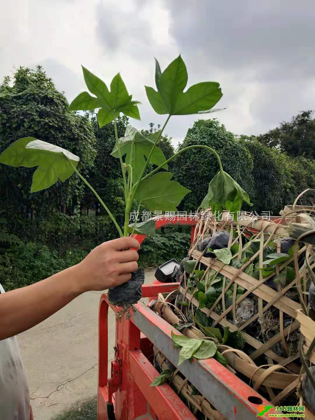 ˽ǽPءl(f)(yng)50-60ְ˽ǽPС