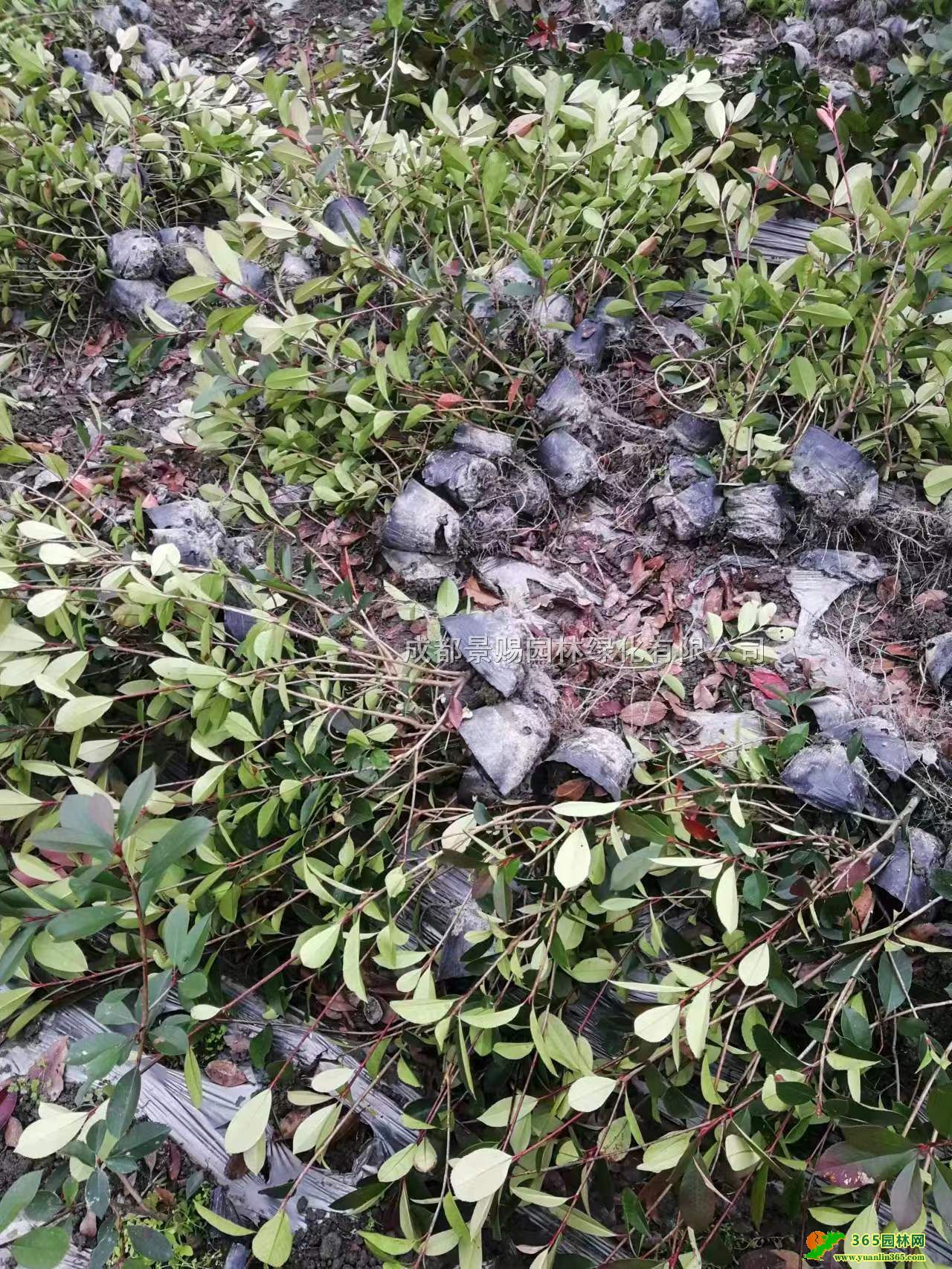 t~ʯ骻ӡ30-40ּt~ʯlt~ʯ骃r