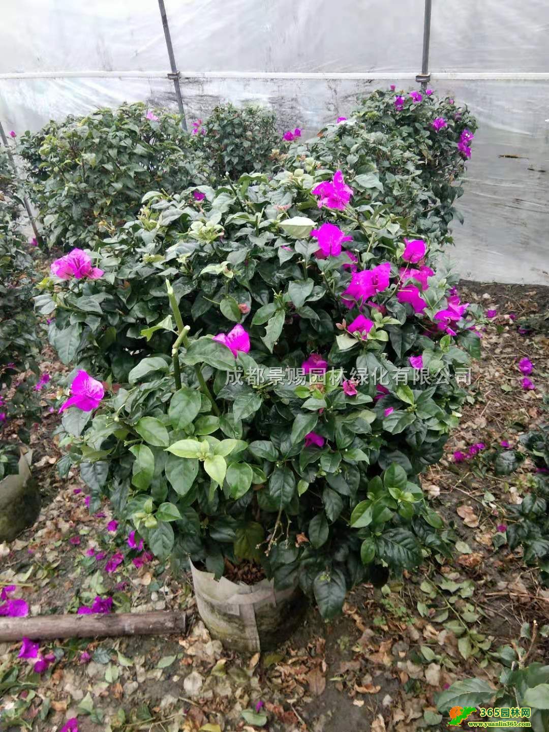 V÷ءl(f)÷pɫ50-60ߡĴ÷