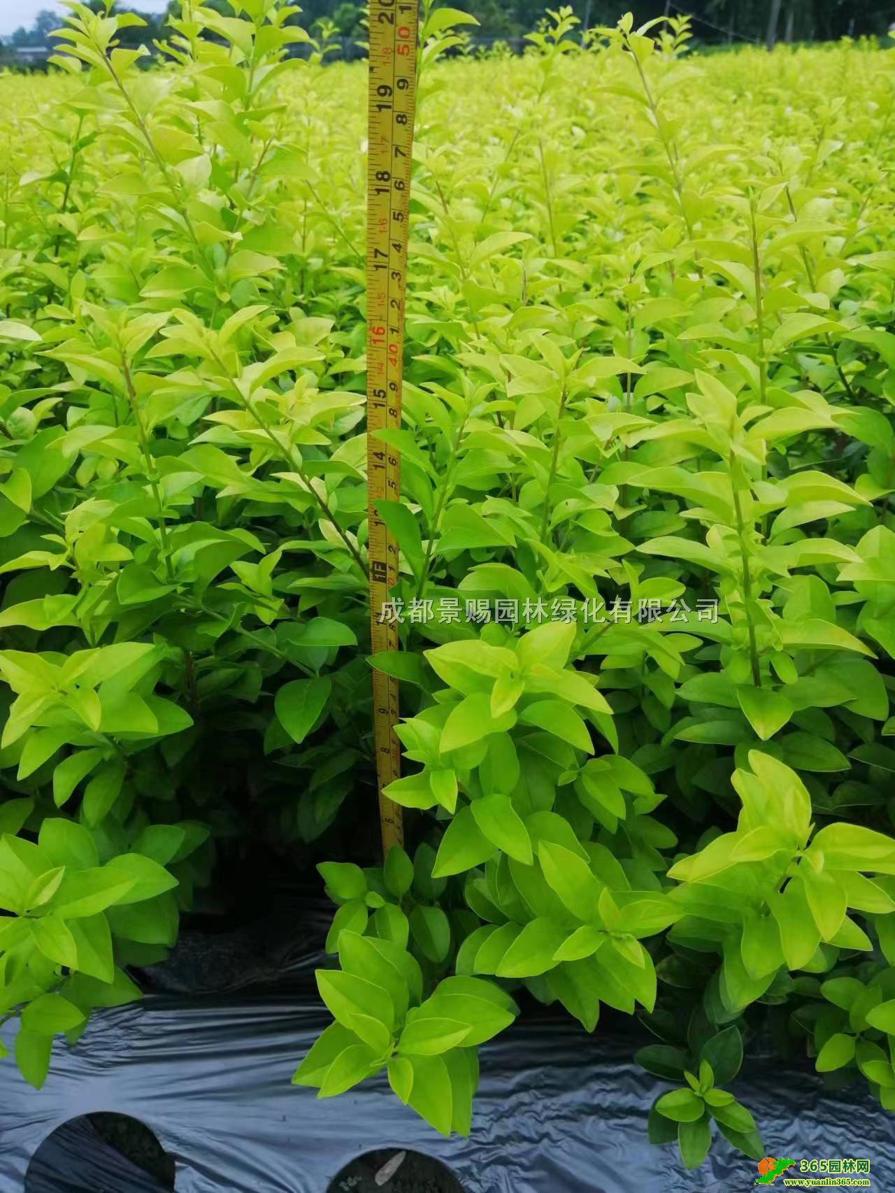 ~ŮؑlĴɶ~Ůؑ~ŮؑСr