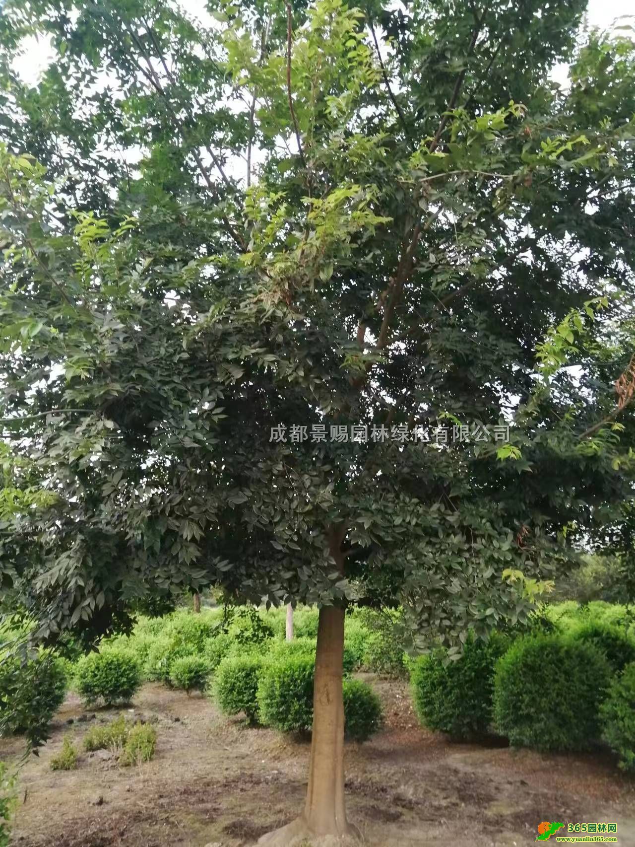 lĻء25-30ȫژ䡢乩