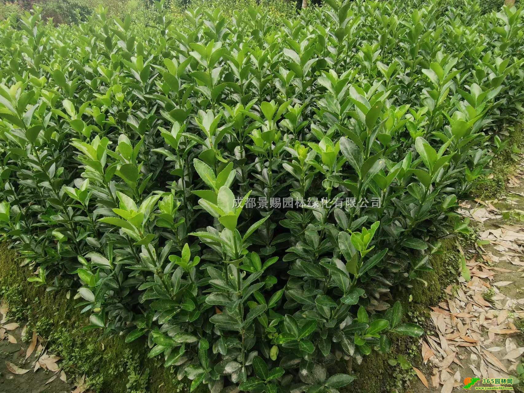 ~Sl(f)r(ji)񡢴~Sذl(f)؛~S16