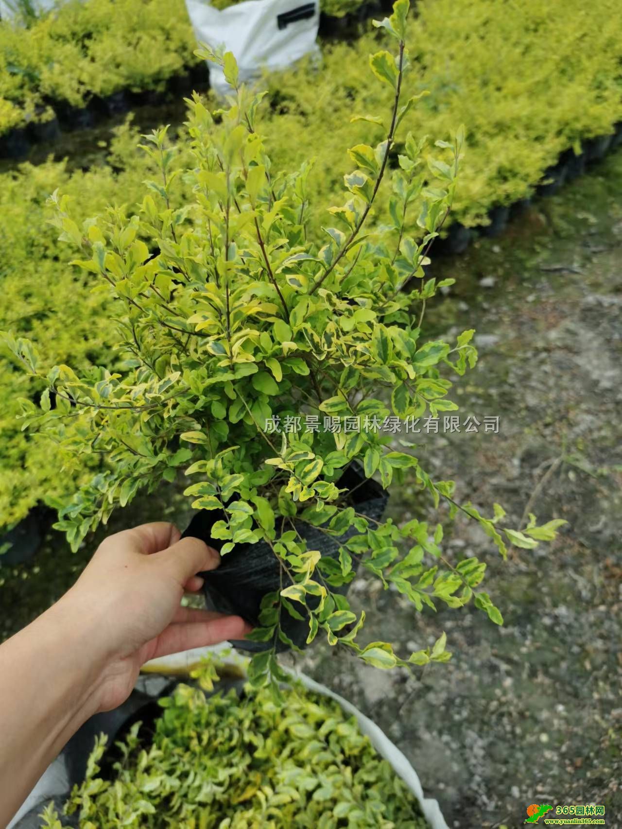 ĴŮؑl20-25ָŮؑС16