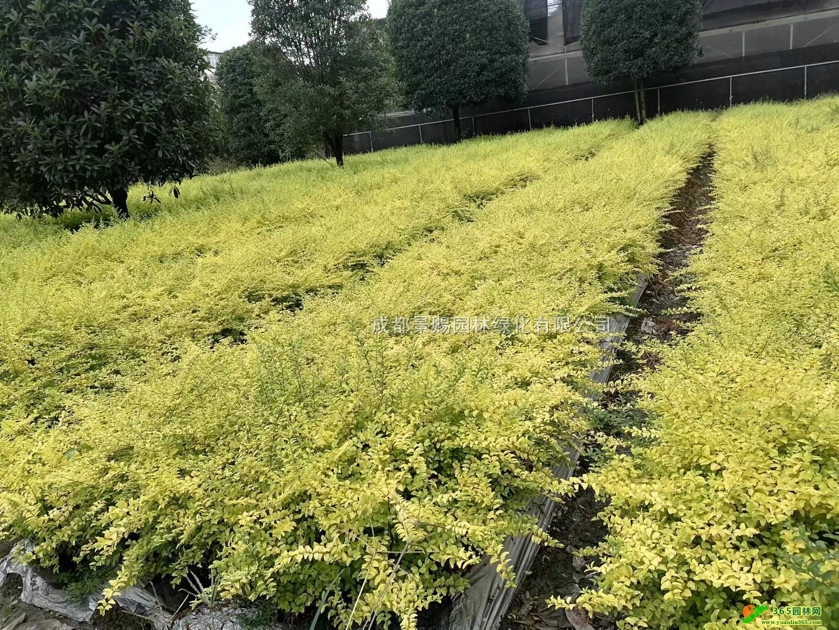 ŮؑGhء16Ůؑ12ŮؑС