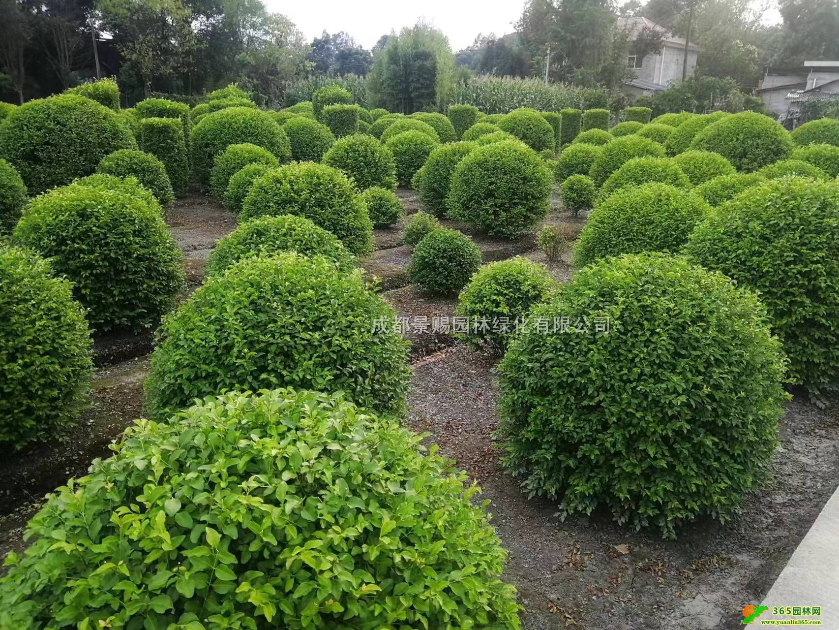 1-1.5׹ڽŮؑ򡢽ŮؑlŮؑ16