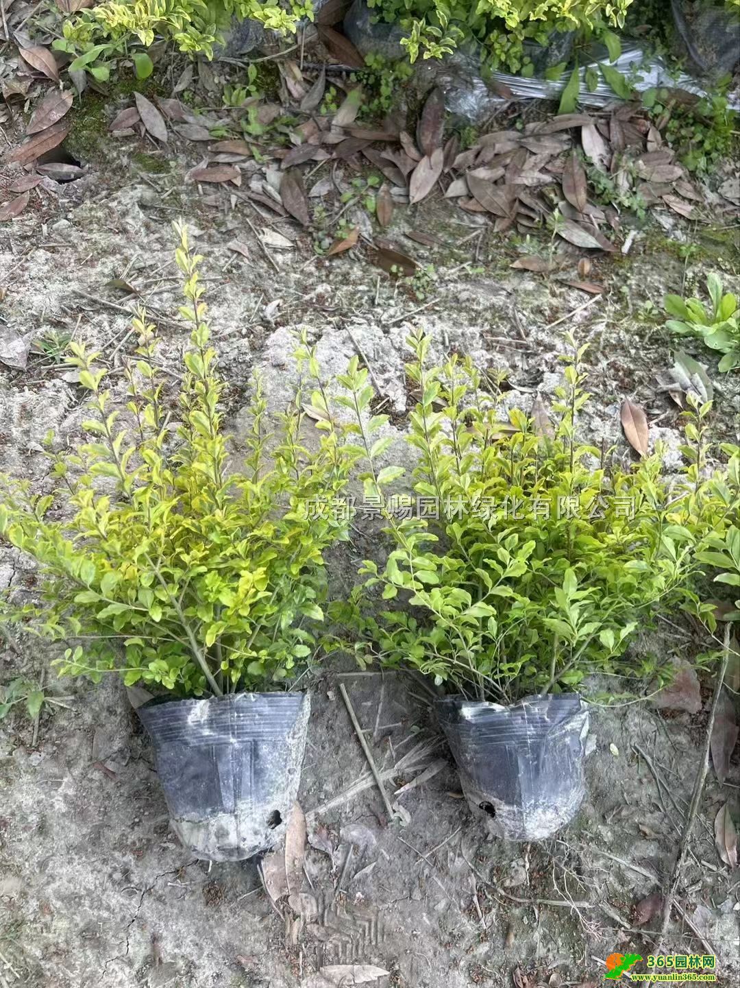 Ůؑ16Ůؑ硢20-30Ůؑ