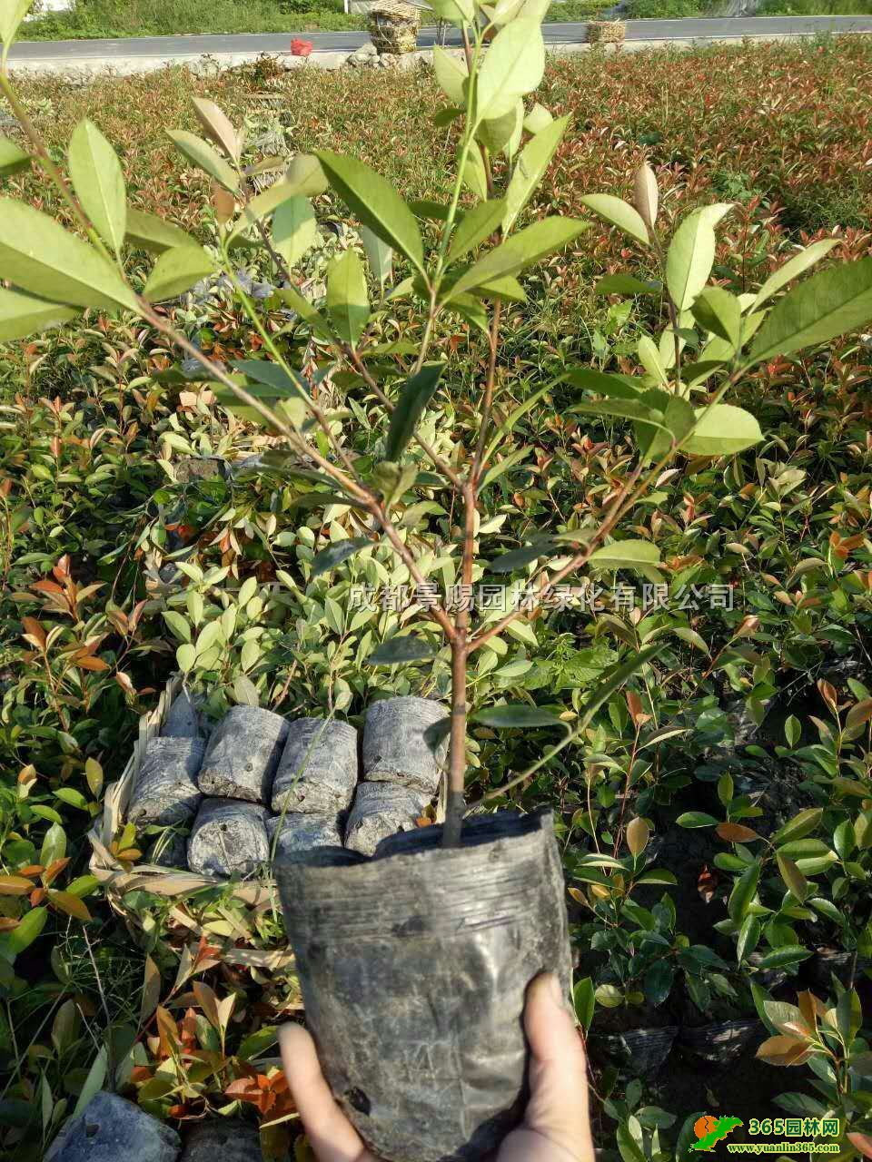 t~ʯ骻ء16t~ʯ骴󱭡t~ʯСr