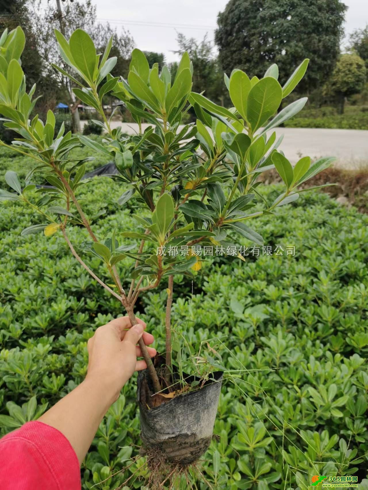 Ĵͩl30-40ߺͩСr񡢺ͩ16