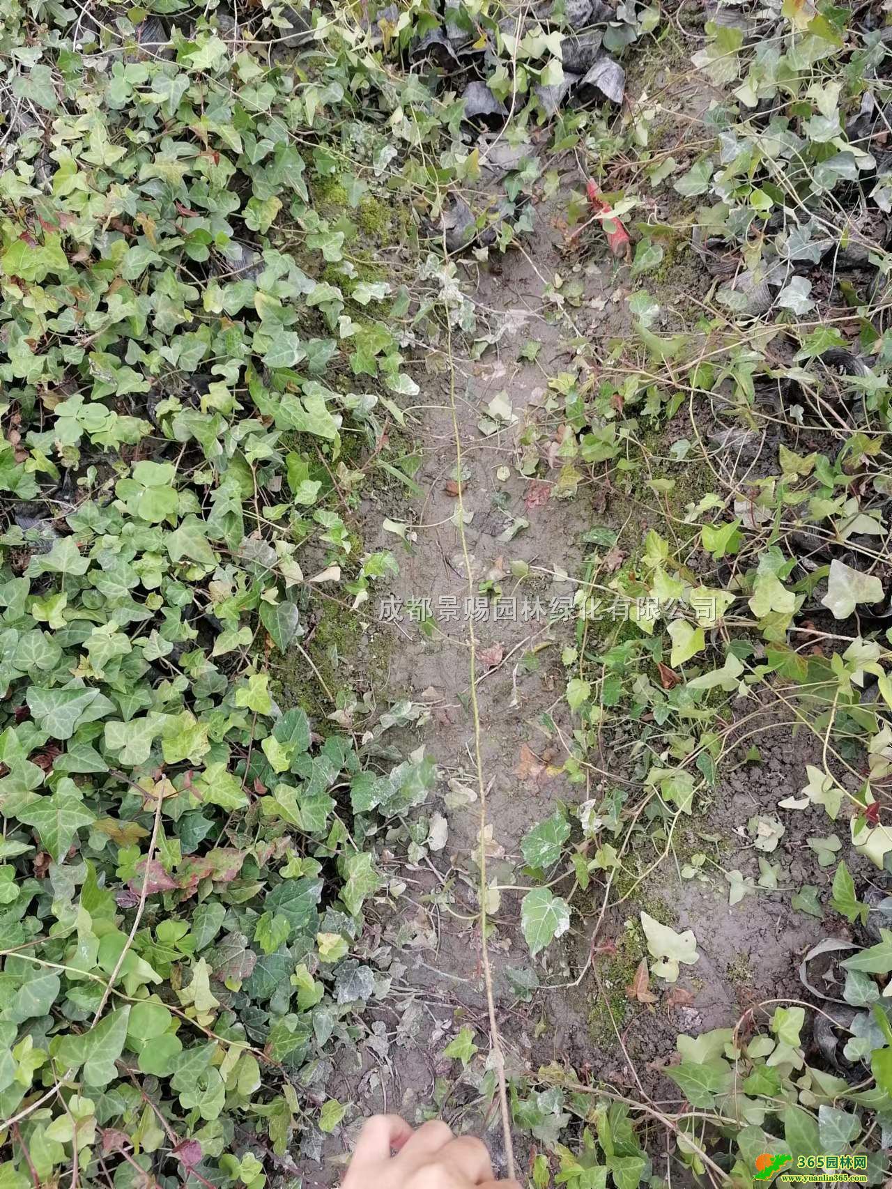 Ĵɽءl60-80ɽ1-1.5׸ɽ