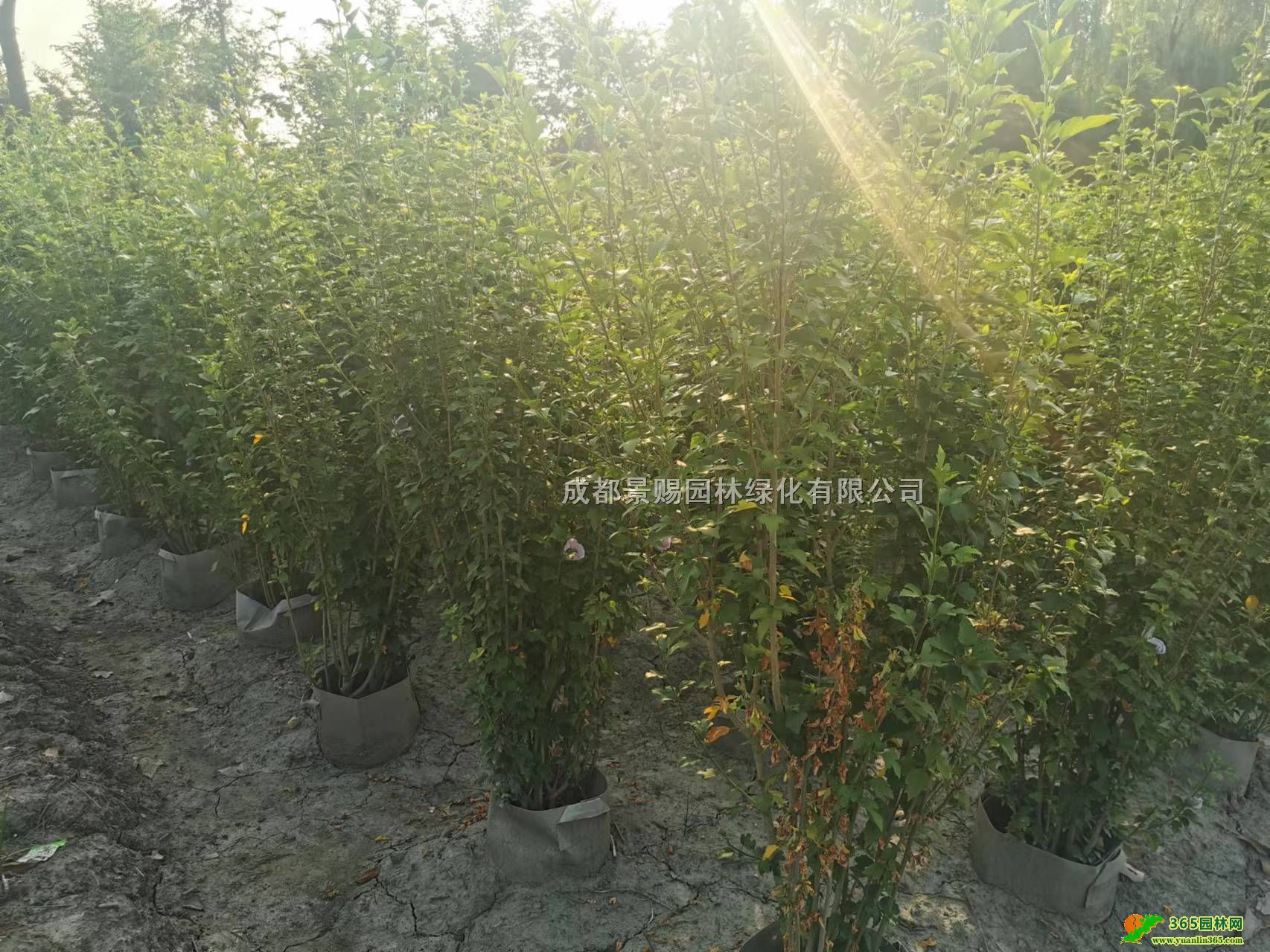 ľȻl1-1.5׸ľȴۡؑcľl