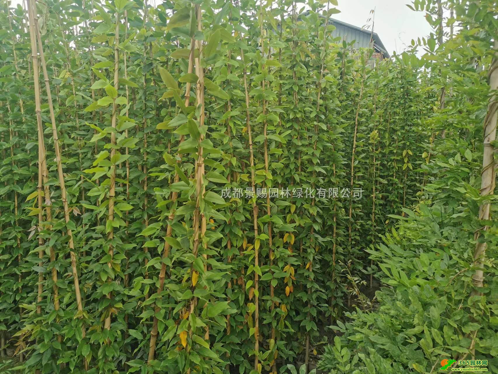 ٻءl(f)2-3׸ٱ硢ɶٷNֲ