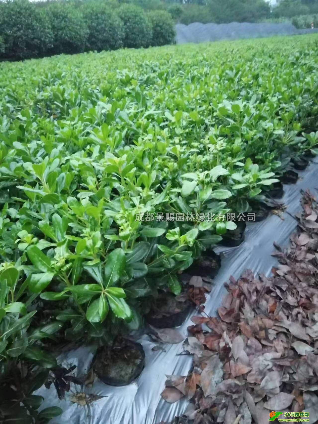 ؑcͩСl(f)ء󱭺ͩl(f)rĴ16ͩ