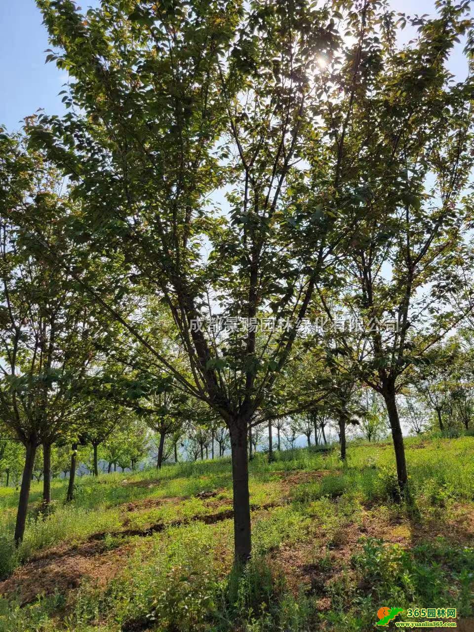 ձl(f)ءձѹ硢8-15уr