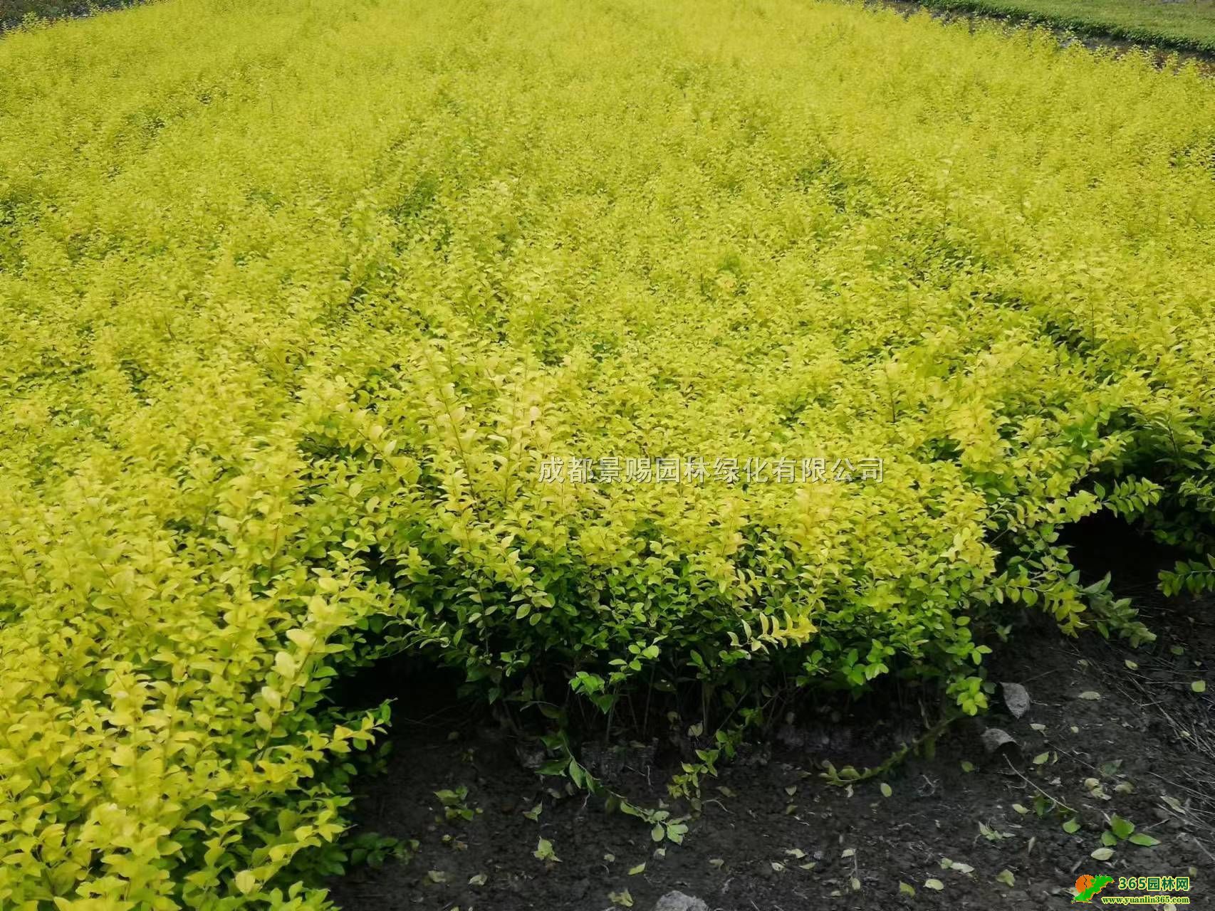 ؑc~Ůؑӡ30-40ֽ~ŮؑС硢~Ůؑ