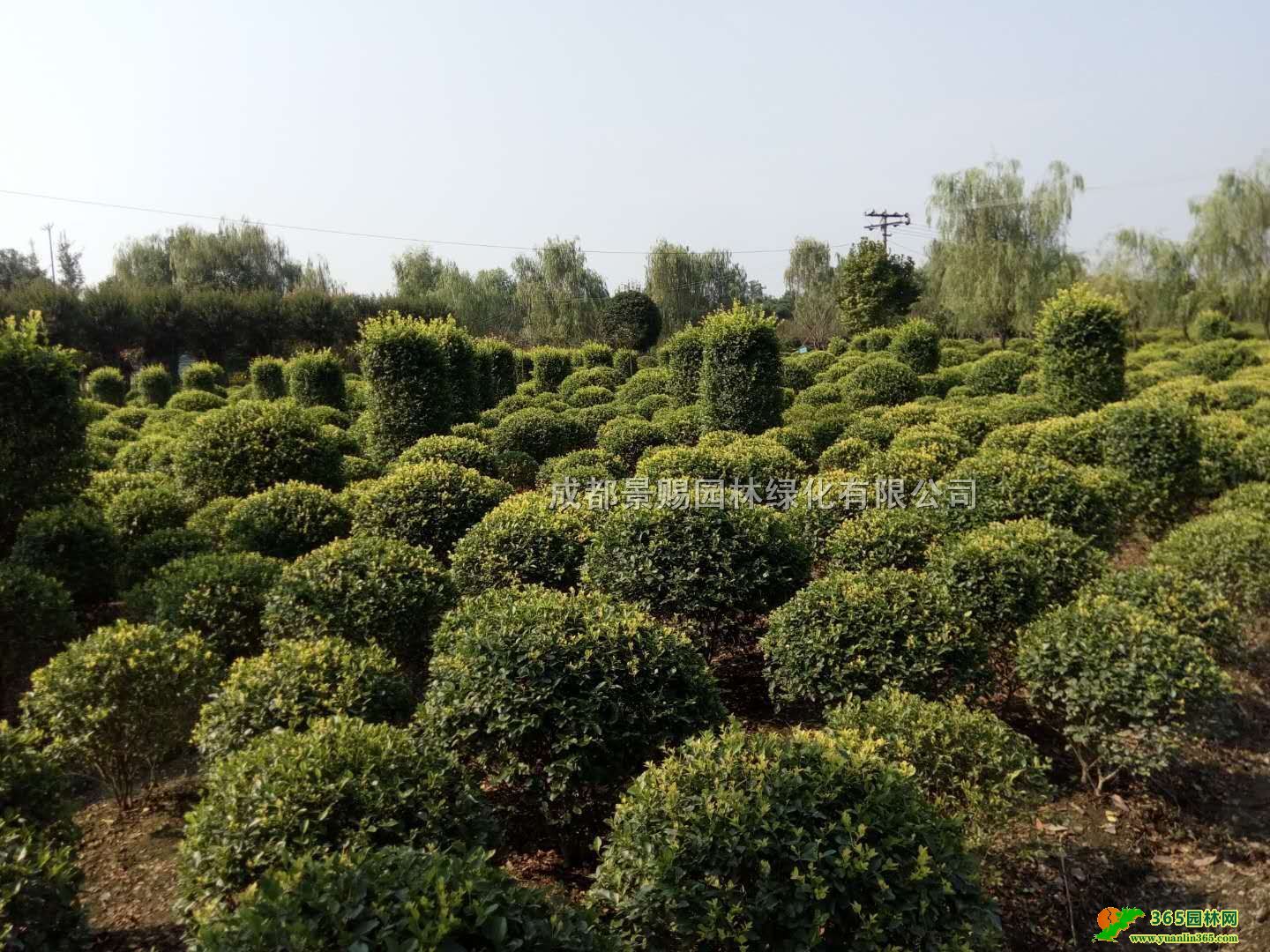 ŮؑС硢ĴŮؑ򡢽Ůؑ1612lr