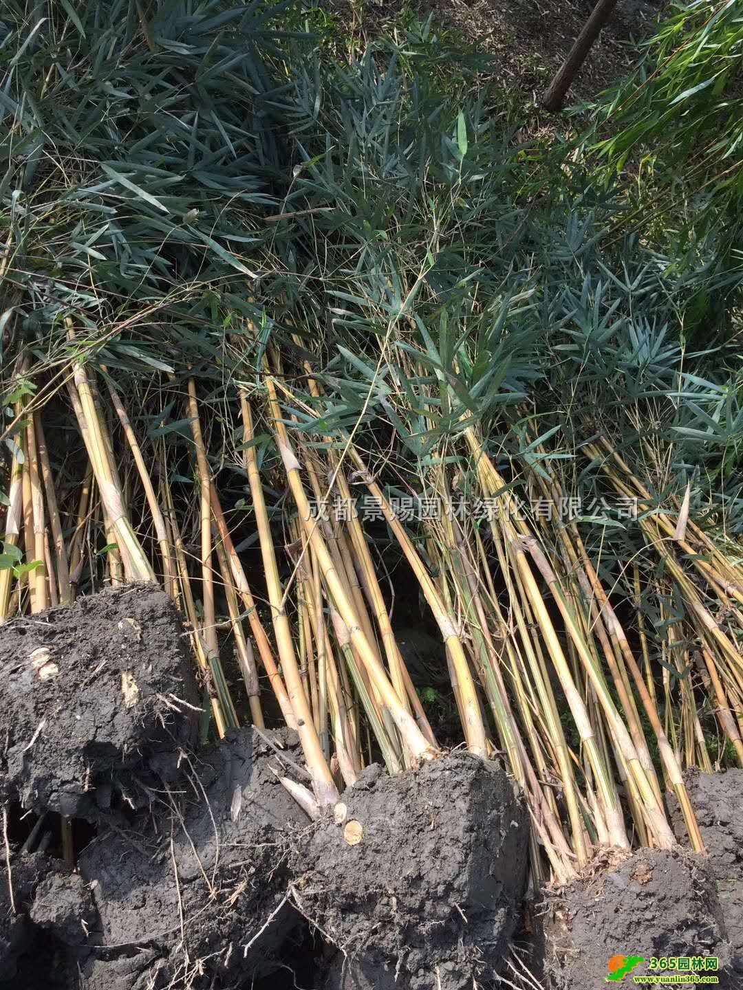 ٽzl(f)ٽzءɶٽzءĴٽz