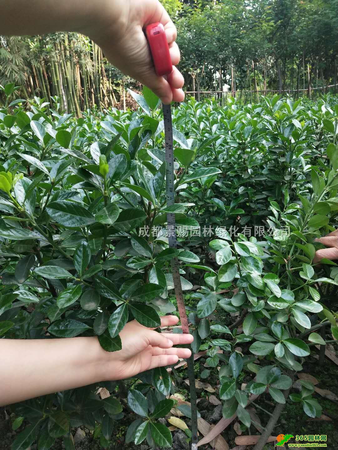 ϡFݡؑcĴ~Sl(f)30-50ߴ~S