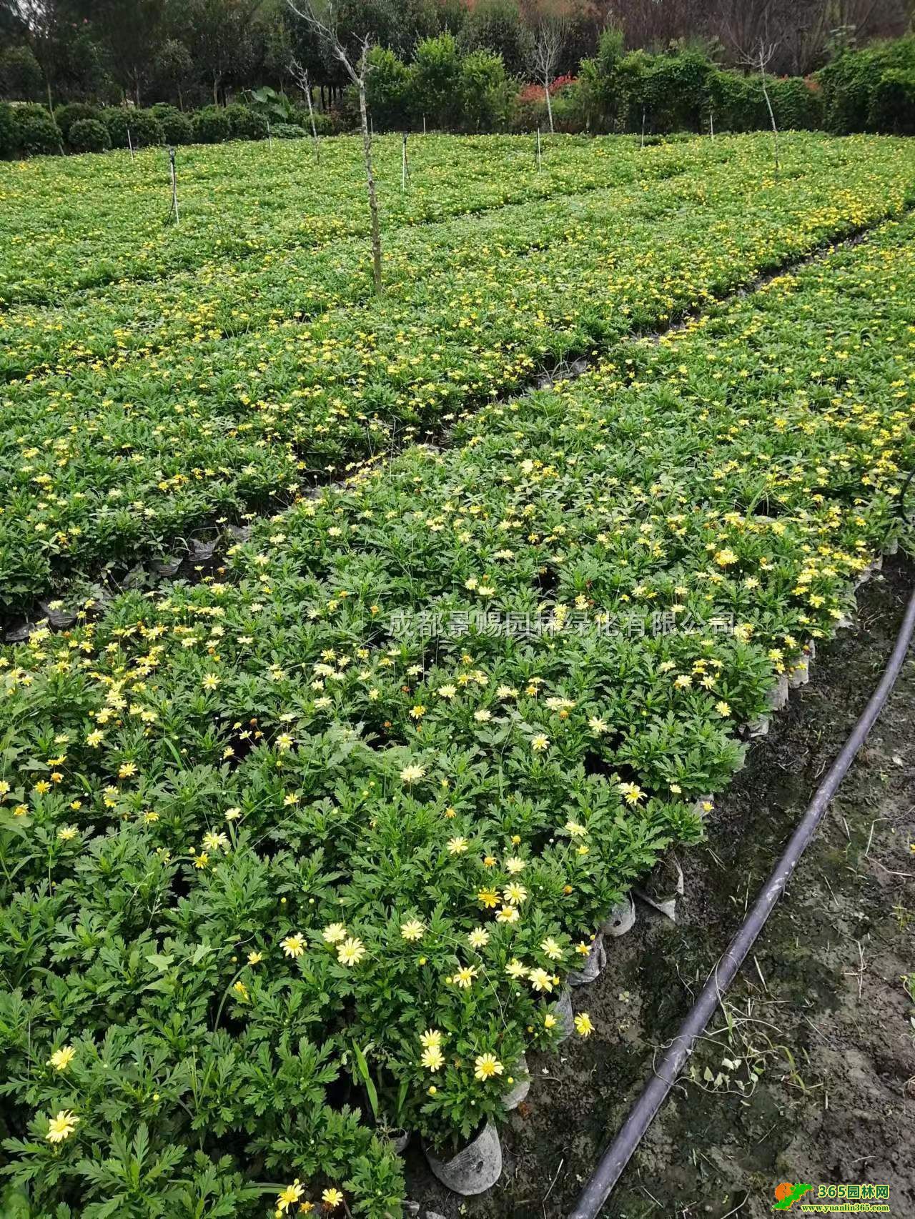 ľl(f)ľջľСl(f)Ĵľl(f)