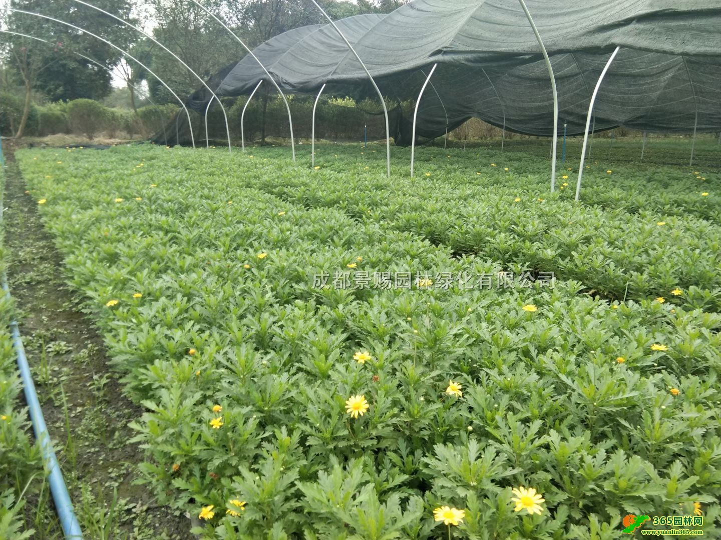 ɶľջľСl(f)30Сľ