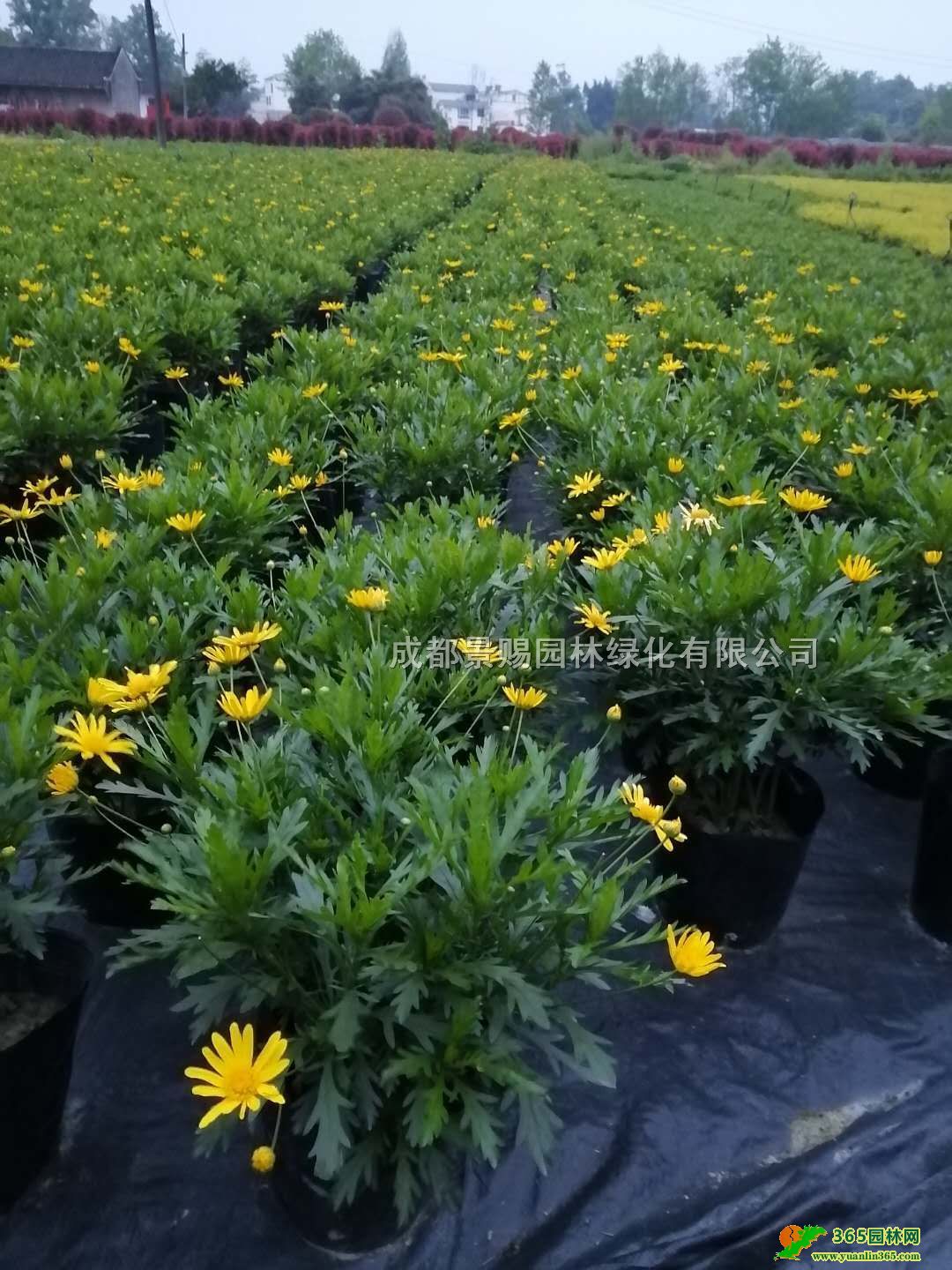 ľջء16ľlءĴFľջ