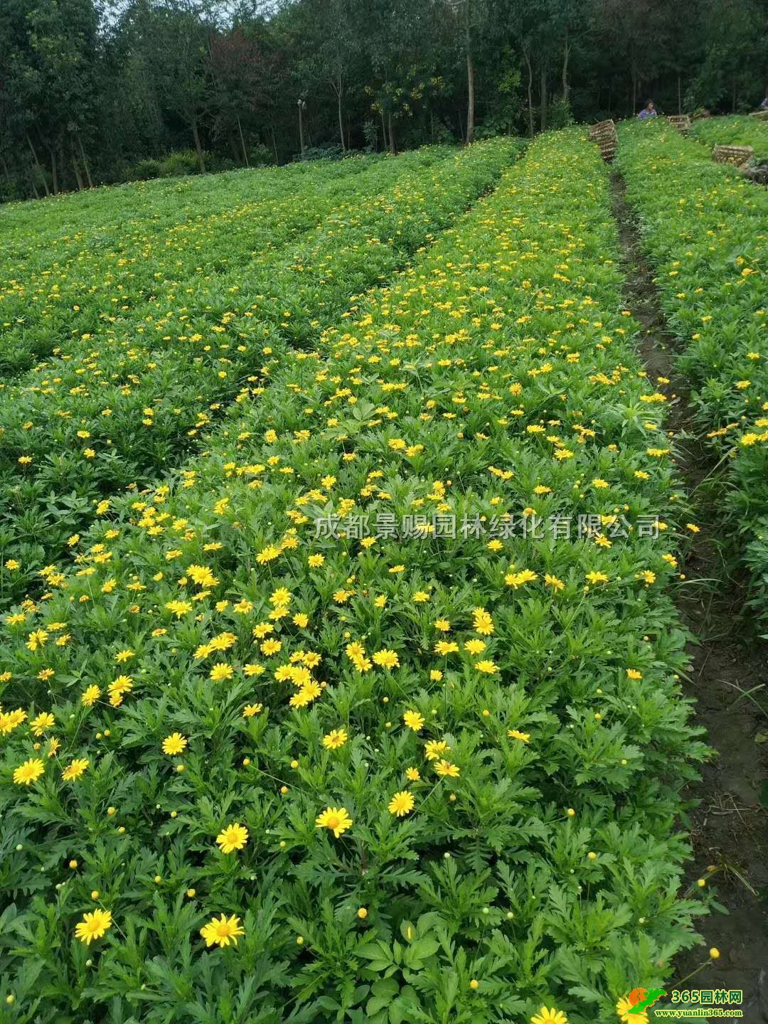 20-25ָľСl(f)ľջl(f)30-40