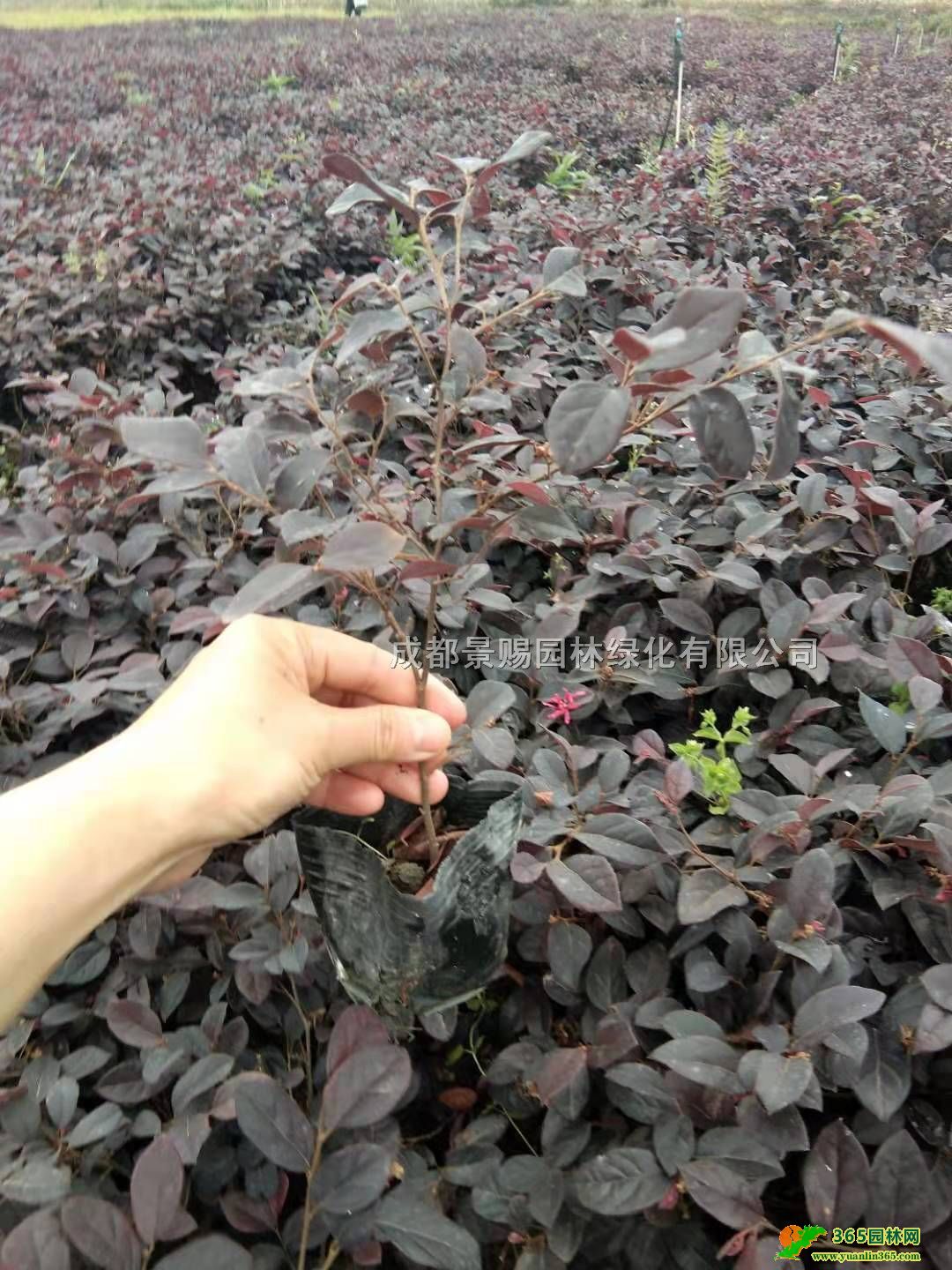 t^ľ16l(f)ءt^ľС(yng)Լt^ľl(f)