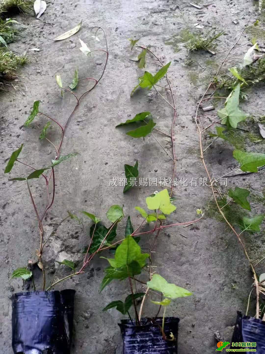 Իءl50-1׸С١ɽؑc