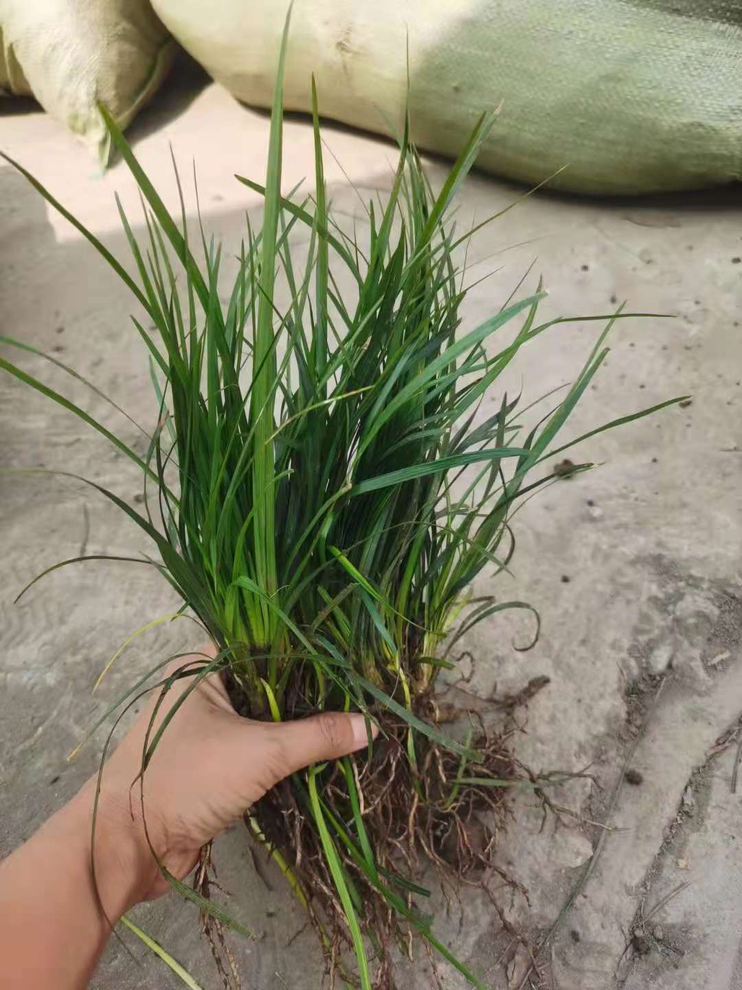 Ĵءl(f)25-30߼(x)~ؑcɶl(f)