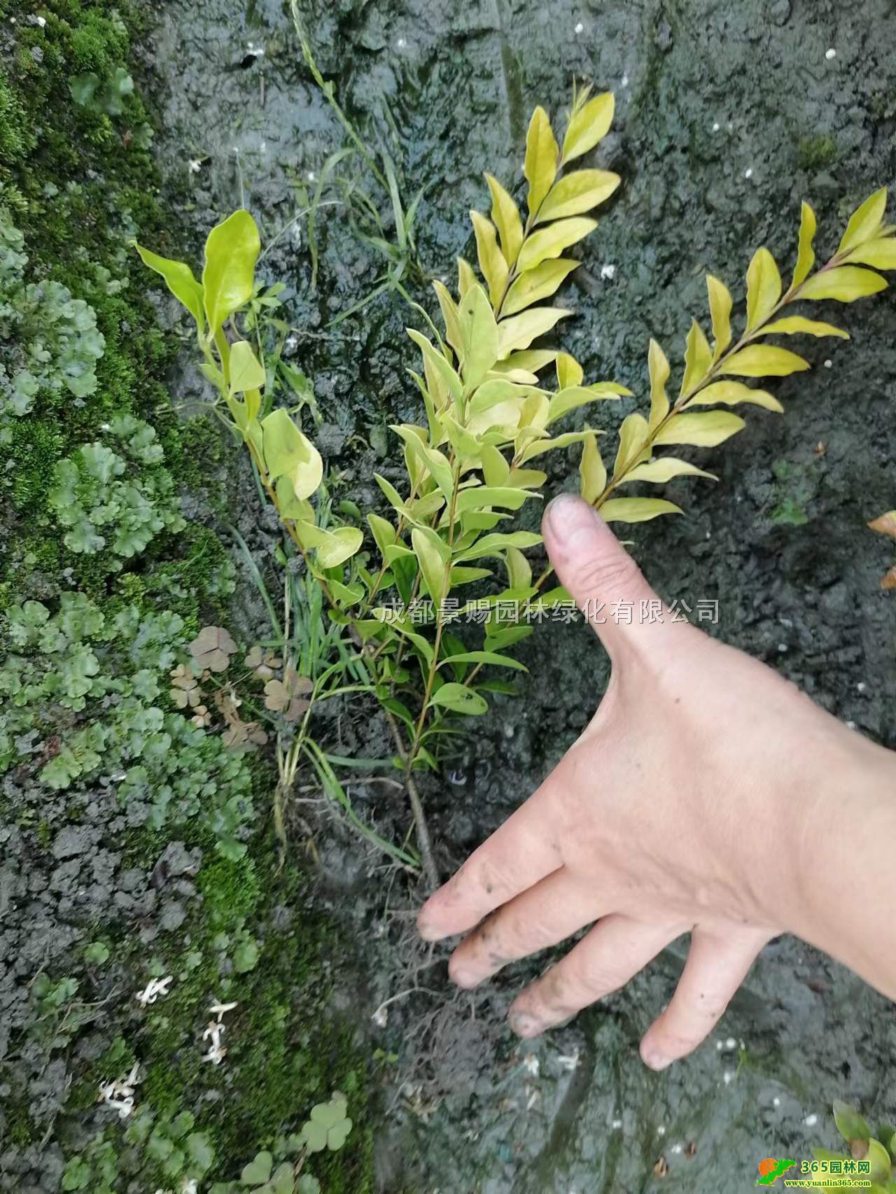 ~ŮؑС30߽~Ůؑ~Ůؑlr