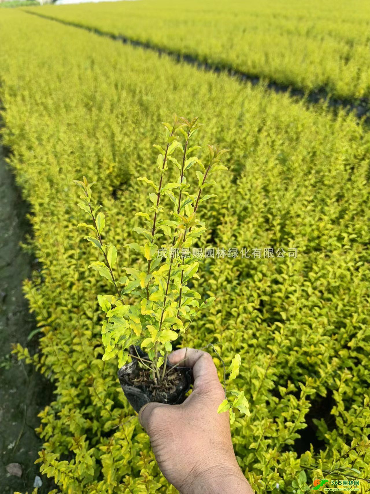 ŮؑСءlŮؑС16Ůؑ