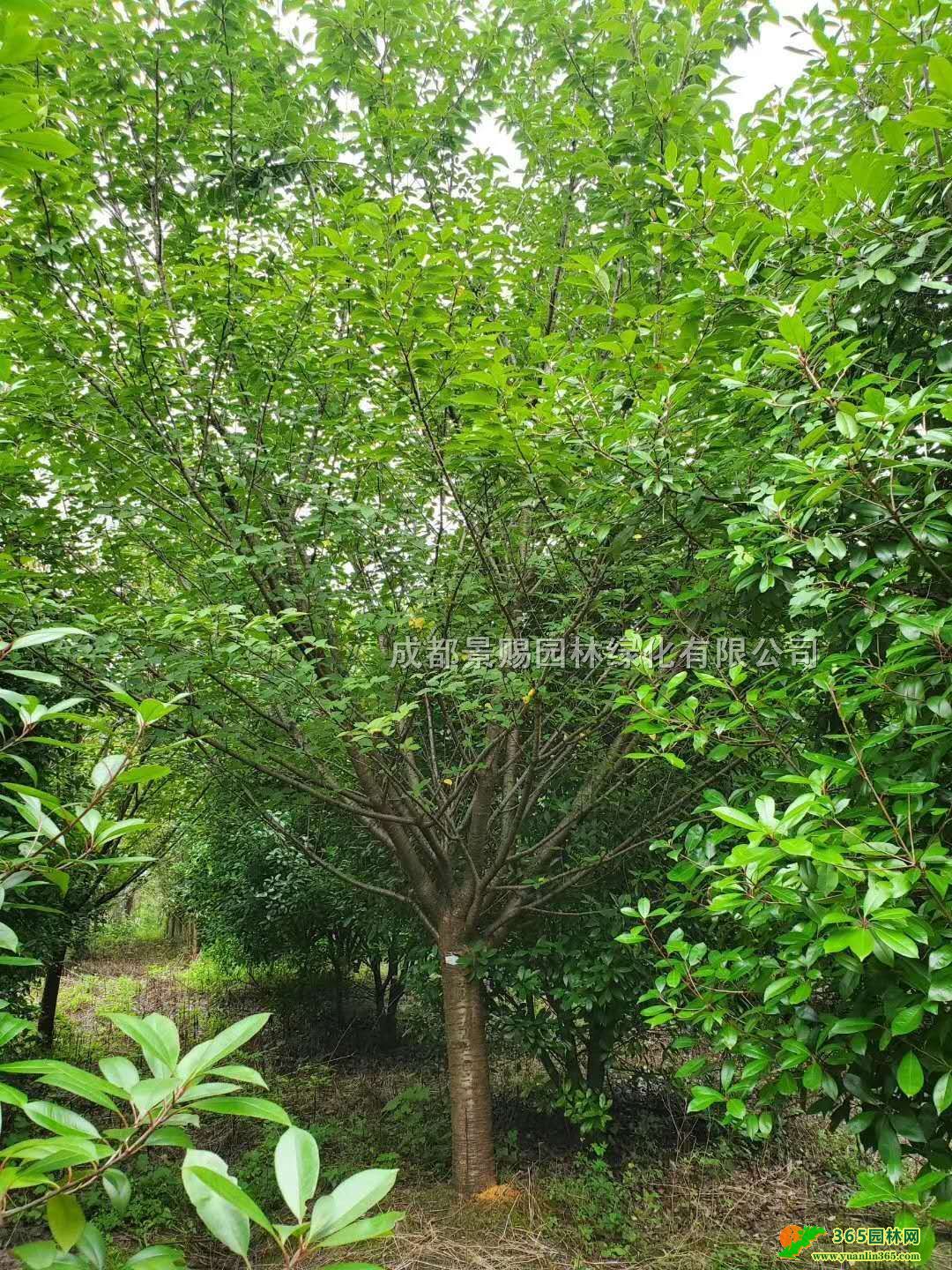 12-15ѻl(f)ؑcĴѡɶ