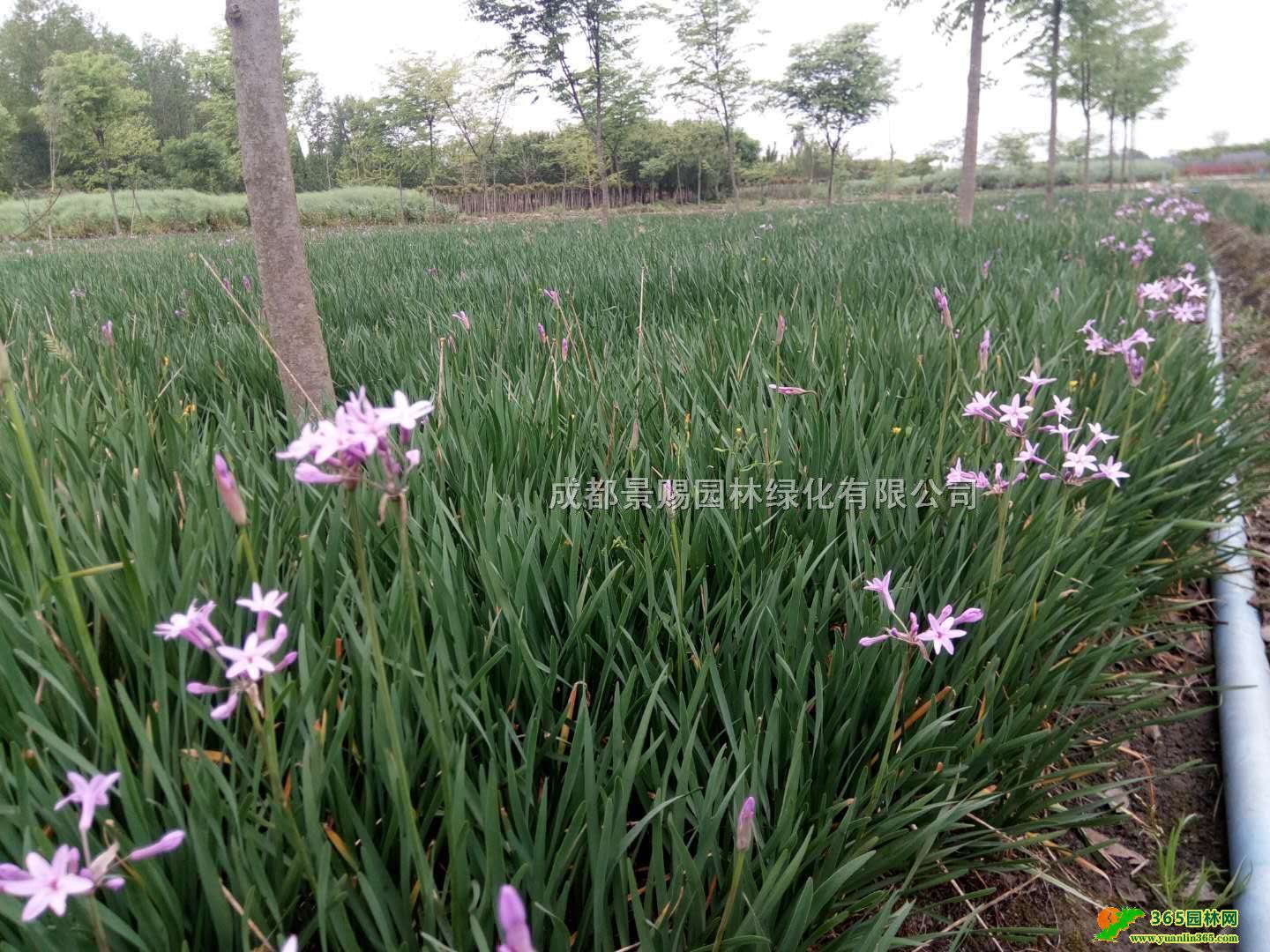 Ĵ~ϋɻl(f)ء20-30-40ϋɻС硢