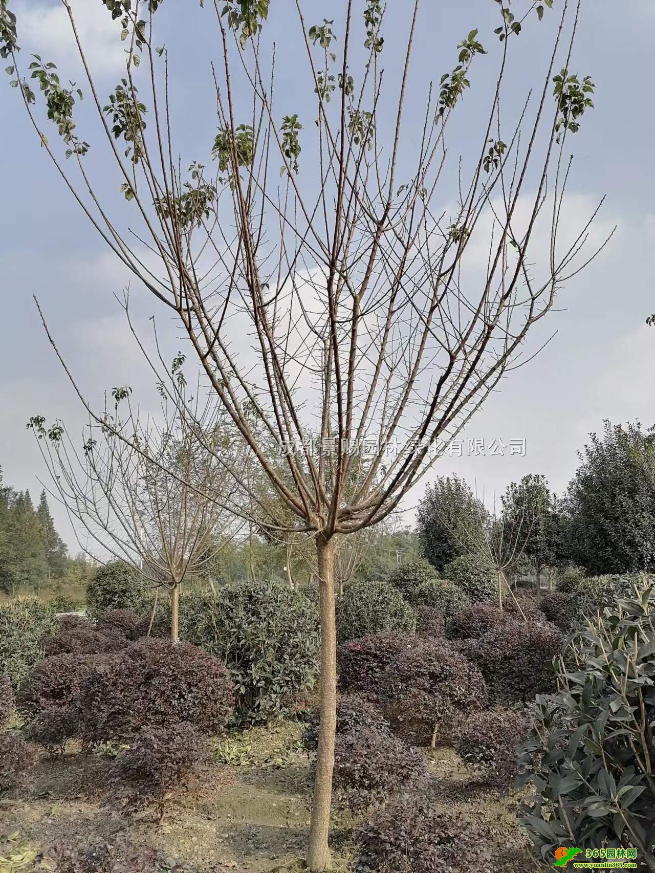 Ĵɶt÷ءߗUt÷l8ּt÷r񡢼t÷