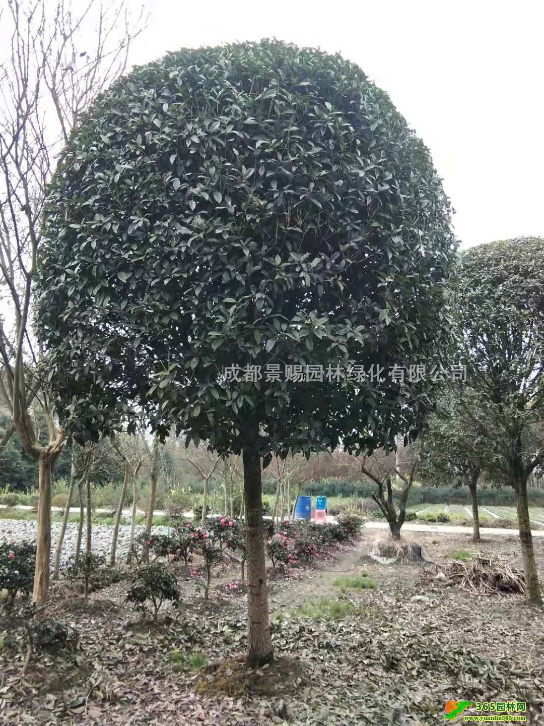 17-18ְ¹𻨻l¹lrؑc