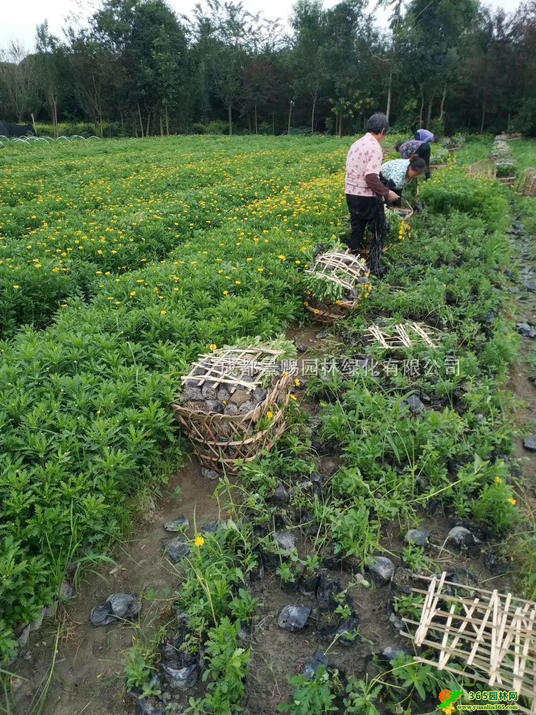 ľԻl(f)30-40ߴľľСl(f)