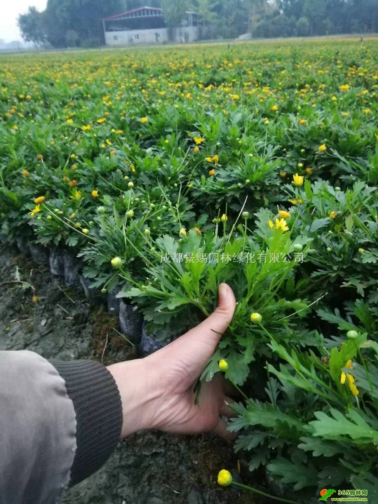 20ָľСl(f)ľշNֲĴɶľ