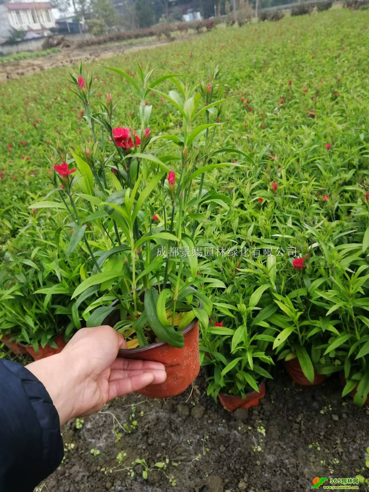 Ĵɶʯl(f)ءl(f)20-25ʯpɫ