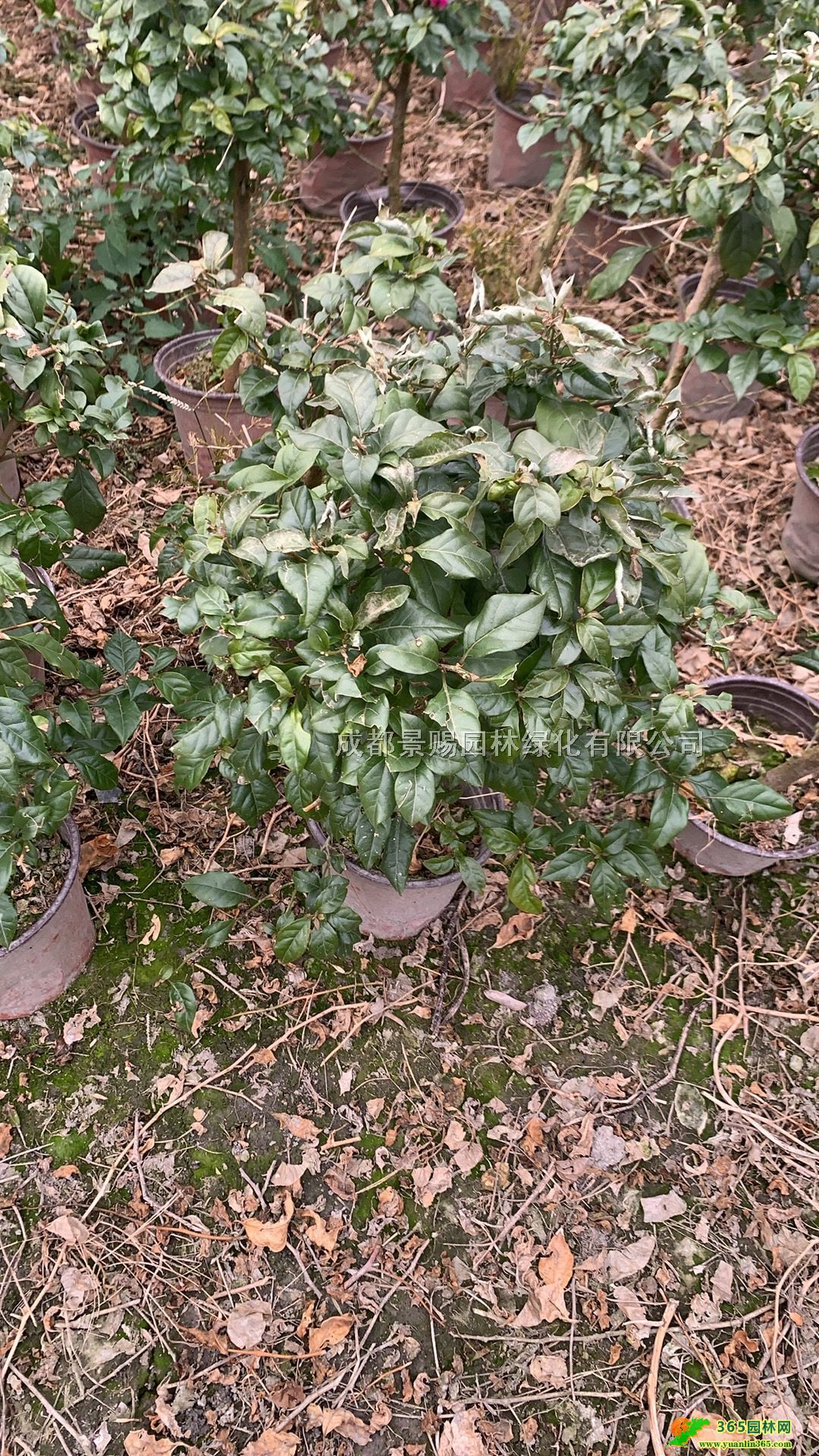 16÷󱭡40-60÷l(f)Ĵ÷