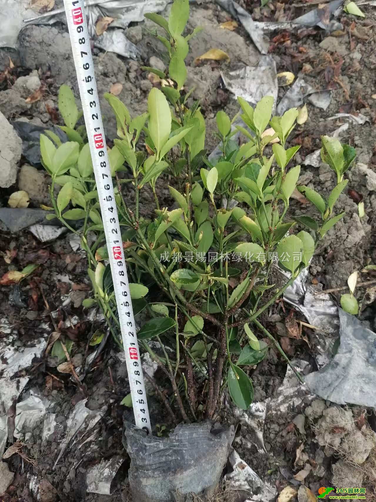 30-50ߴ~S16~Sء~Sl(f)r(ji)