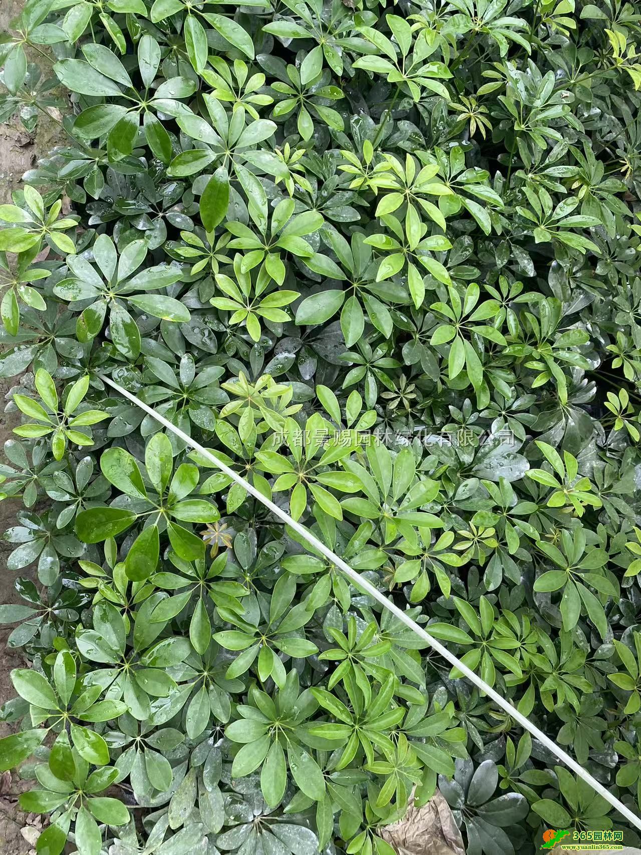 40_ľС硢16_ľl_ľNֲ