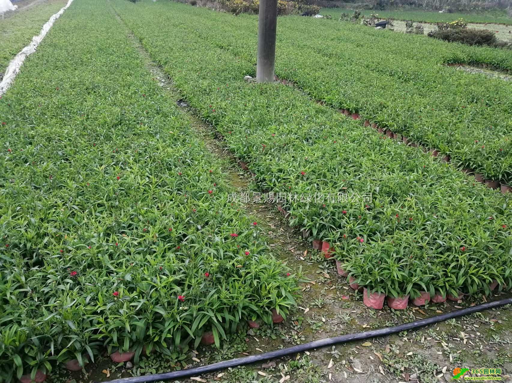 Ĵʯ󱭻ءl(f)Ĵʯؑcʯ񡢳ɶʯ