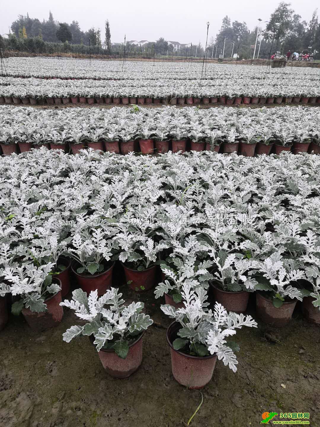 y~շNֲly~ջ؃r15-20y~մ