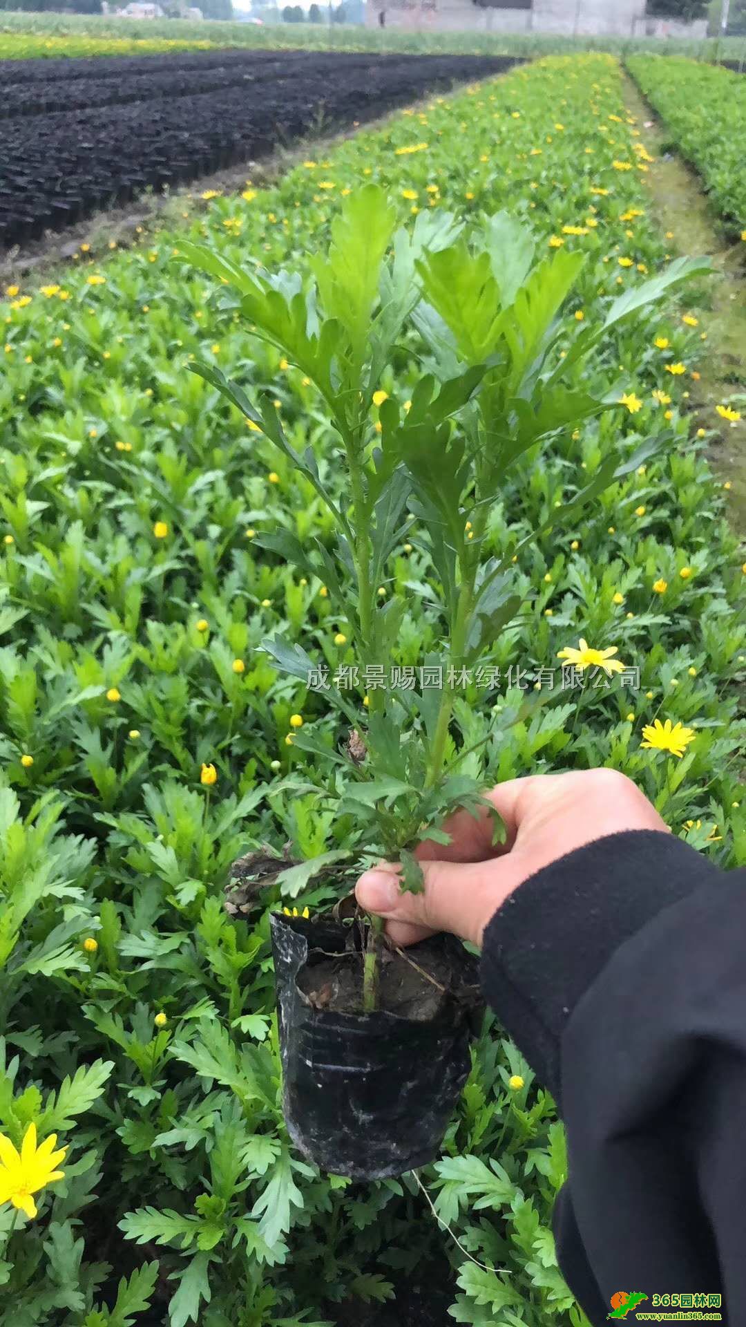 ľջl(f)30-4016ľմľС