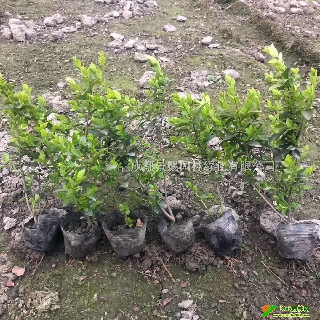 ~Ůؑl30-4016~Ůؑ~ŮؑС