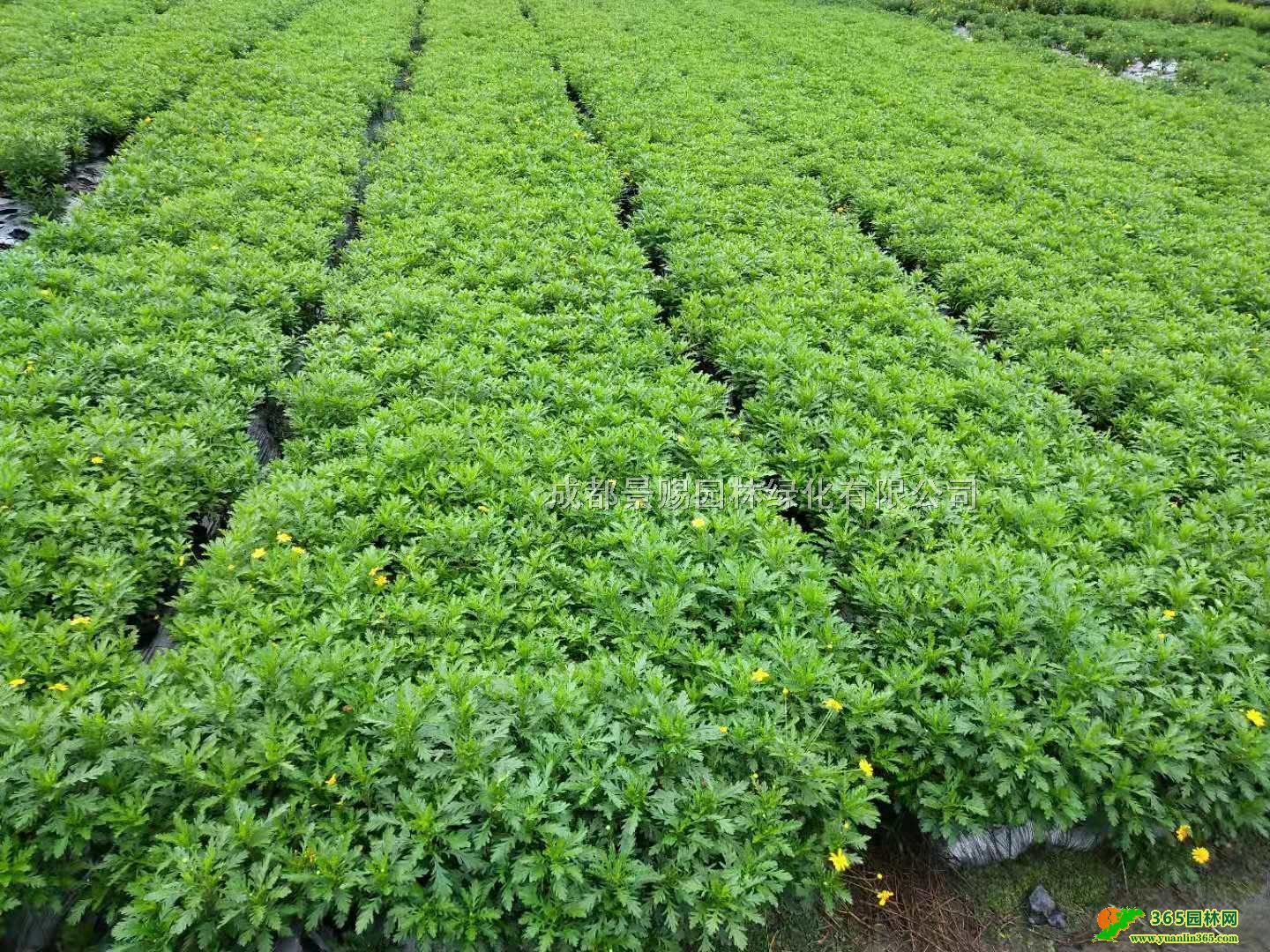 ɶľl(f)ءĴľС硢ľСl(f)