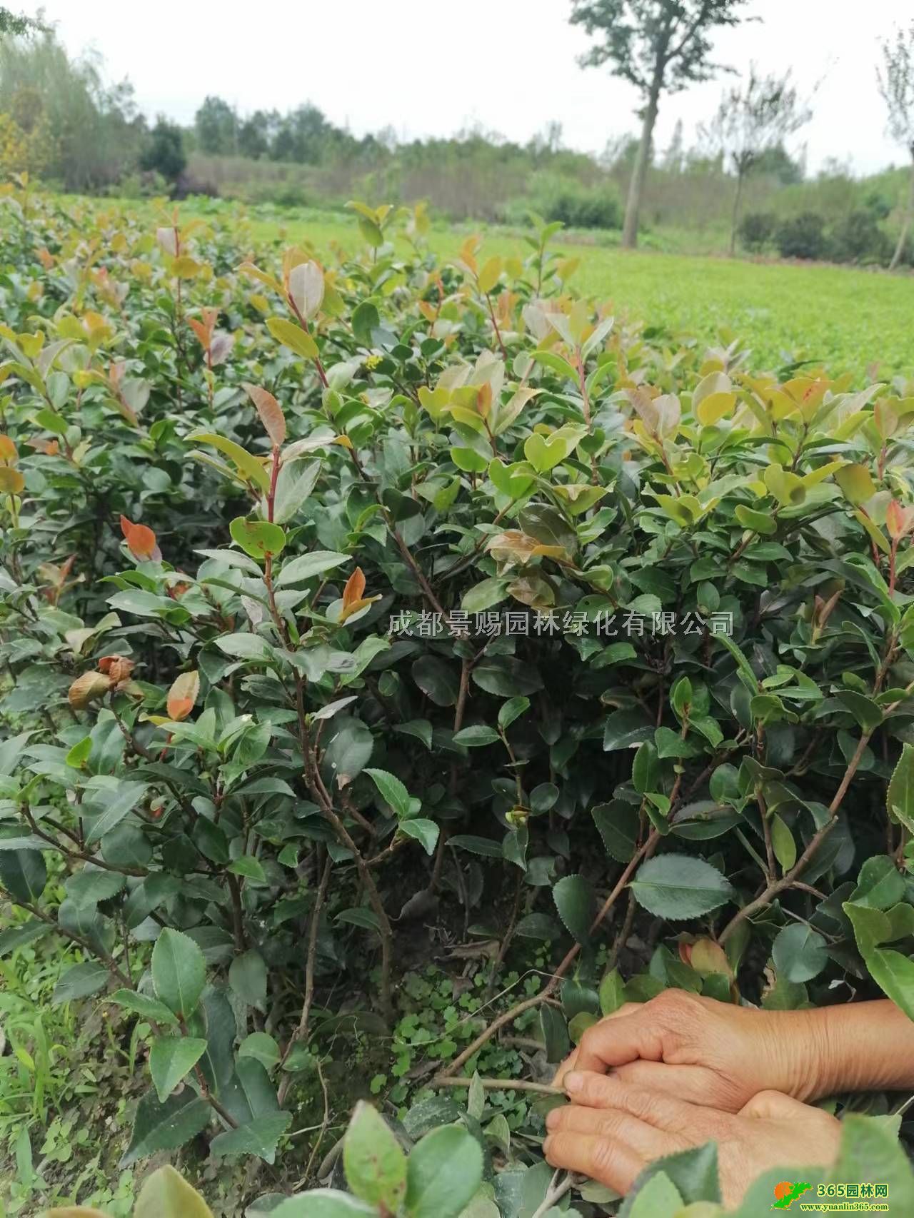 Ĵɶ÷ءl(f)Ĵ÷ؑc÷Fݲ÷